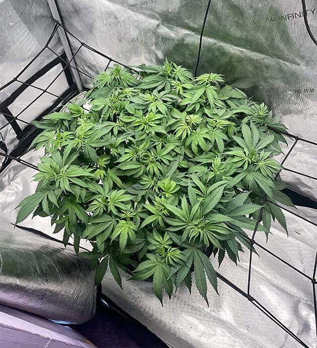 Куст ростом 25 сантиметров Blueberry OG от Barney's Farm