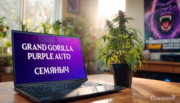 Гроурепорт сорта Grand Gorilla Purple Auto от сидбанка Семяныч