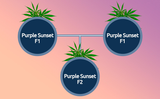 Создание сорта F2