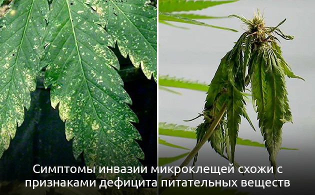 Трудности диагностики заражения Симптомы заражения конопли клещами