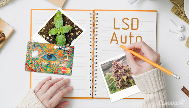 Выращивание сорта LSD Auto Гроурепорт сорта марихуаны LSD Auto
