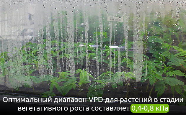 Влияние VPD на вегетативный рост
