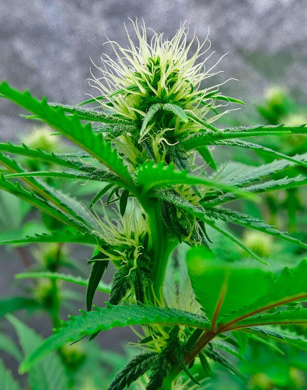 Одиннадцатая неделя: активное формирование соцветий Верхушка каннабиса с первыми блестящими трихомами