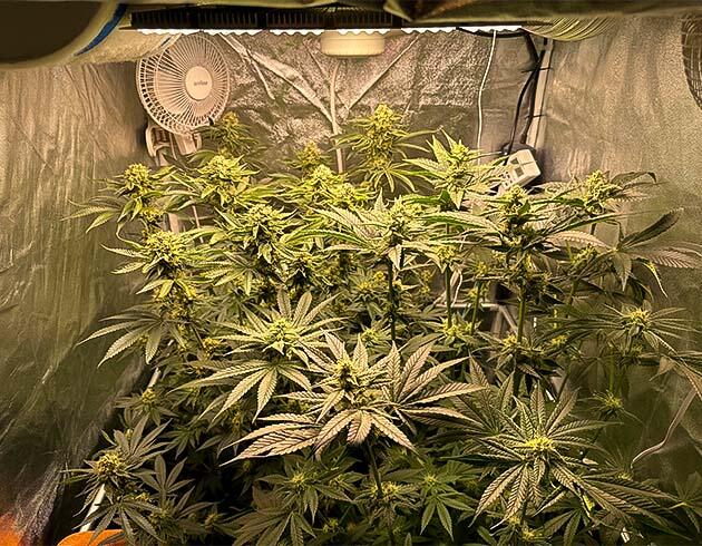 Трихомы на шишках и запах конопли 12 неделя Biscotti Mintz от Barney's Farm