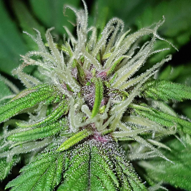 Пересадка куста конопли