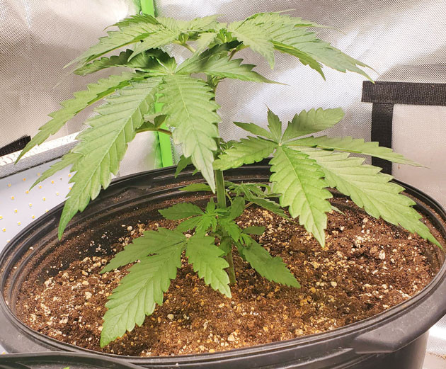 Формирование кроны Cafe Racer