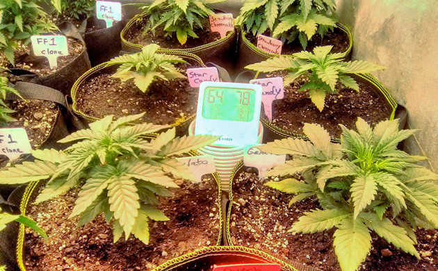 Fim тренировка на 3 неделе Изменение светового режима на 3 неделе выращивания