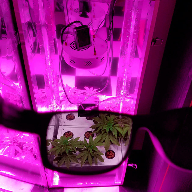 Проблемы при выращивании 4 неделя выращивания