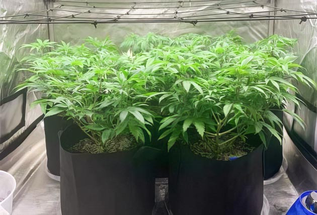 Выращивание конопли с помощью скрог сетки Метод ScrOG