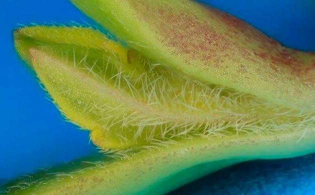 Пятидневный росток под увеличением Молодые листочки ростка конопли