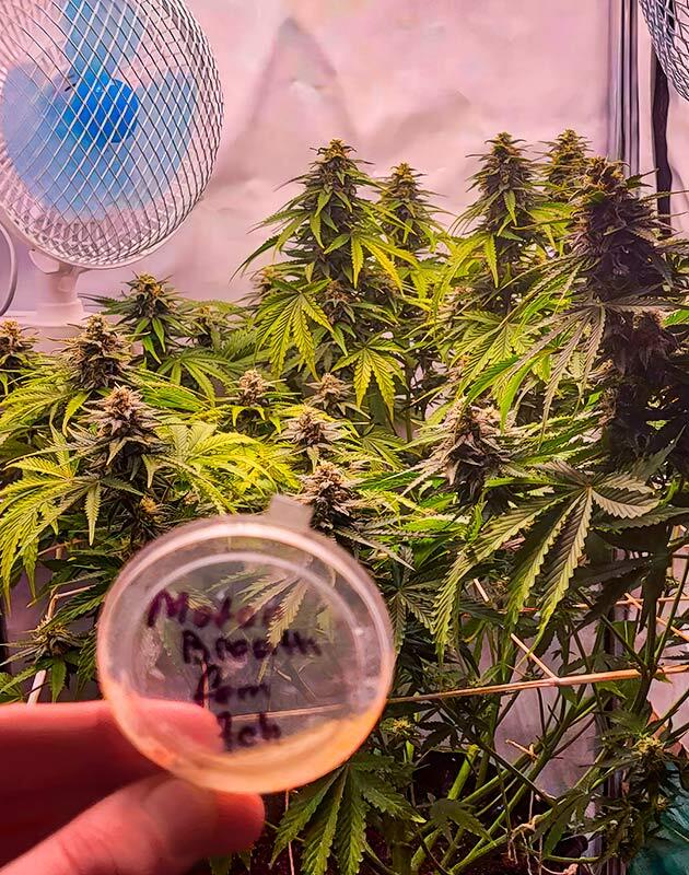 Куст Motor Breath на 9 неделе выращивания