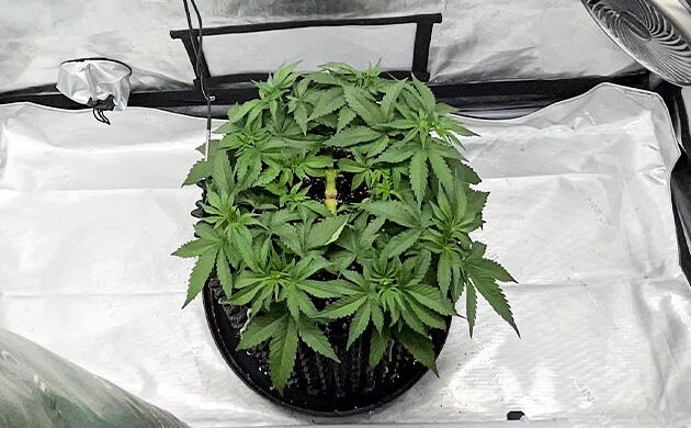 Дефолиация и корректировка удобрений Куст Blueberry OG от на 5 неделе развития
