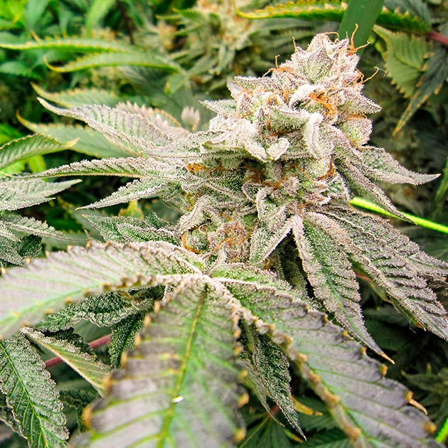 Цветение куста DDoS #33