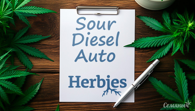 С чего начать гров Sour Diesel Auto: оборудование и планы