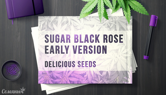 Выращивание сорта Sugar Black Rose Early Version