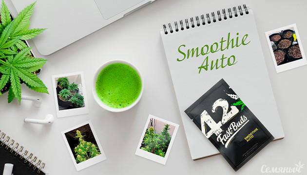 Выращивание сорта Smoothie Auto Гроурепорт сорта марихуаны Smoothie Auto