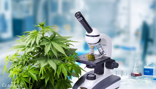 Растение конопли под микроскопом Соцветие конопли под микроскопом