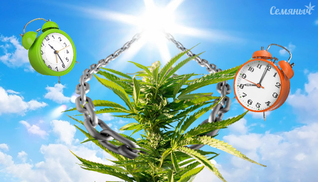 Какой световой режим выбрать фотопериодному сорту Световой режим для фотика