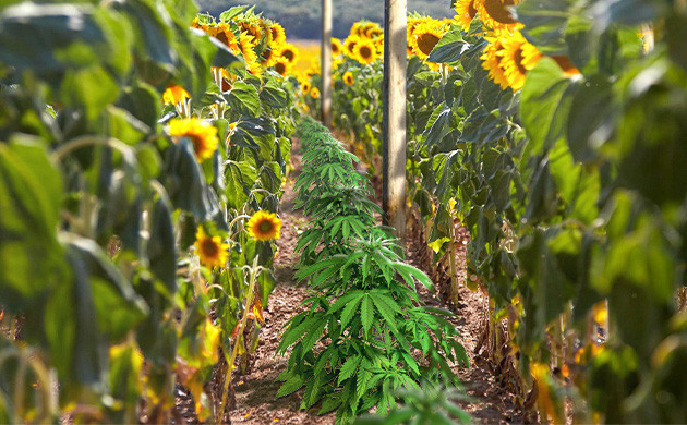 Конопля вы зарослях подсолнечника
