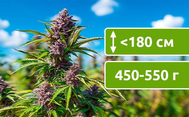 Выращивание в аутдоре Выращивание в открытом грунте