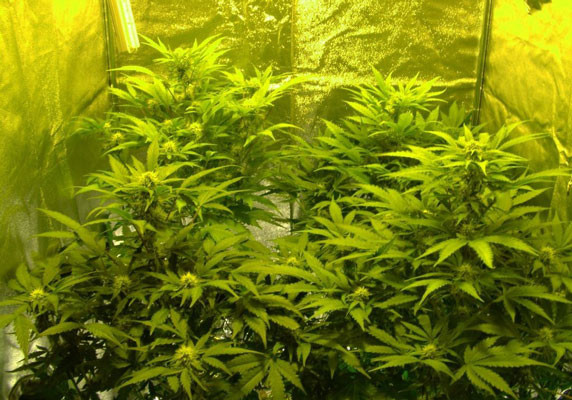 Black Jack Auto перед харвестом