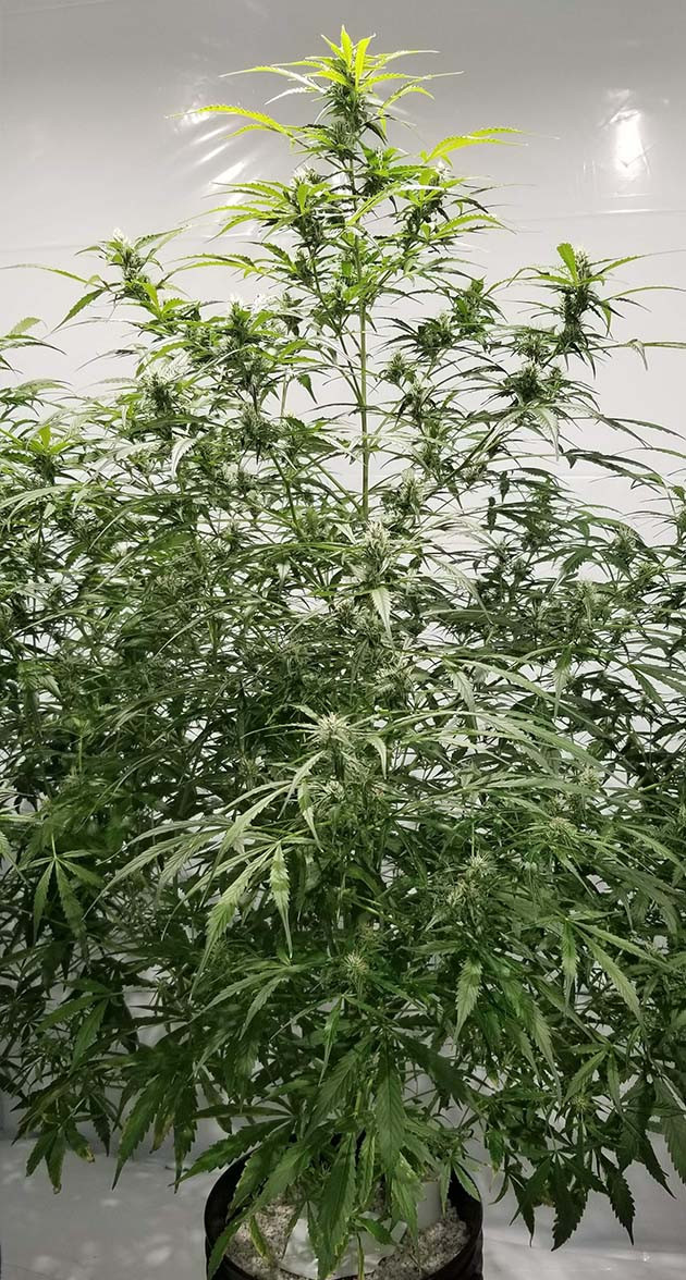 Цветение конопли