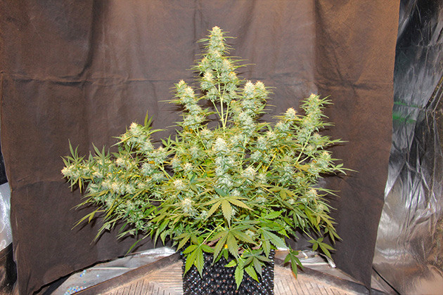 Помутнение трихом на 10 неделе Созревший куст конопли