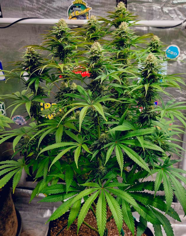 Развитие соцветий DDoS #33