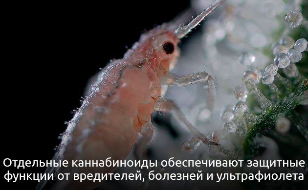 Функции каннабиноидов у растений и человека