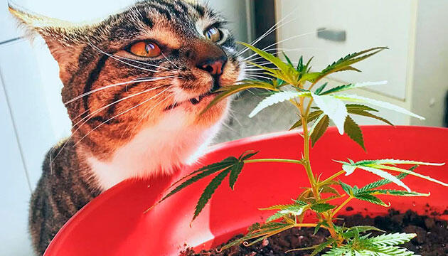 Безопасное выращивание каннабиса в индоре