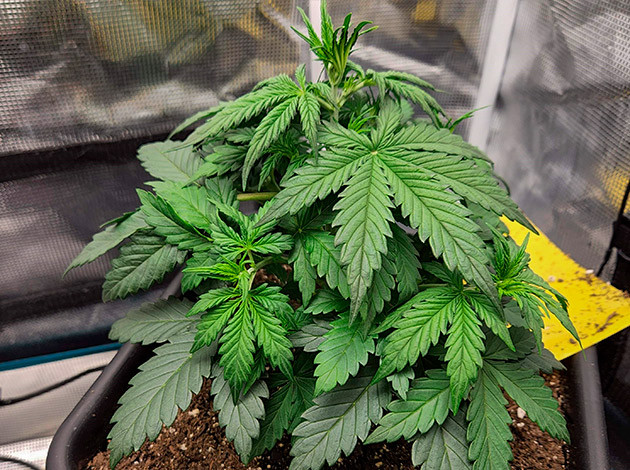 Рост и развитие Gorilla Punch Auto в комфортных условиях Увеличение роста Gorilla Punch Auto за неделю