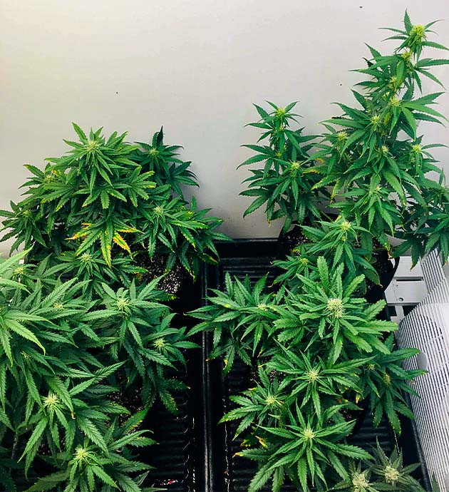 Появление желтых пятен на листьях Конопля с желтыми пятнами на листьях