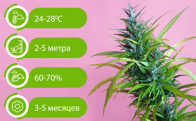 Характеристики выращивания сативы Параметры температуры, роста, влажности и цветения сативы