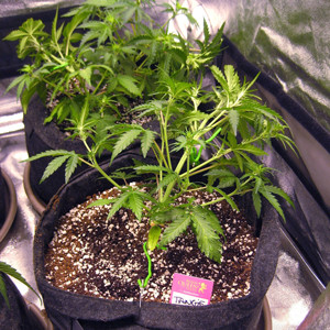 Три куста после техники LST