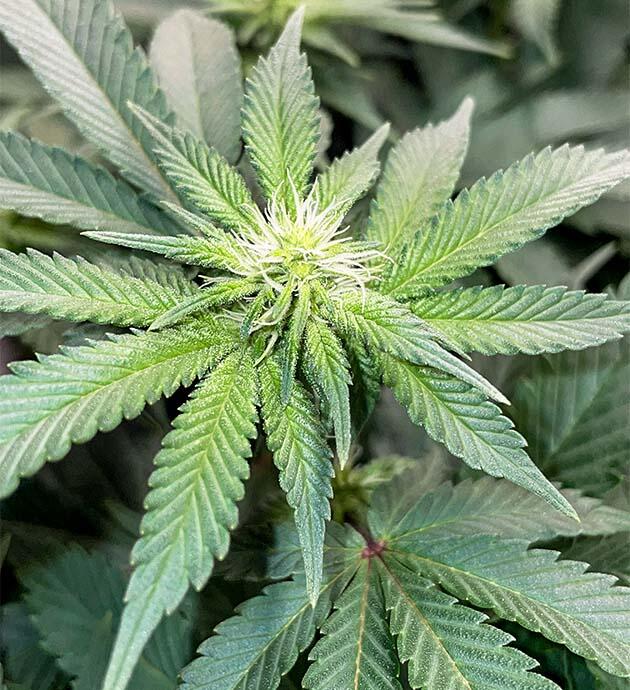 Цветение марихуаны Куст Blueberry OG на фазе цветения