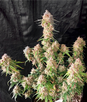 Куст перед харвестом