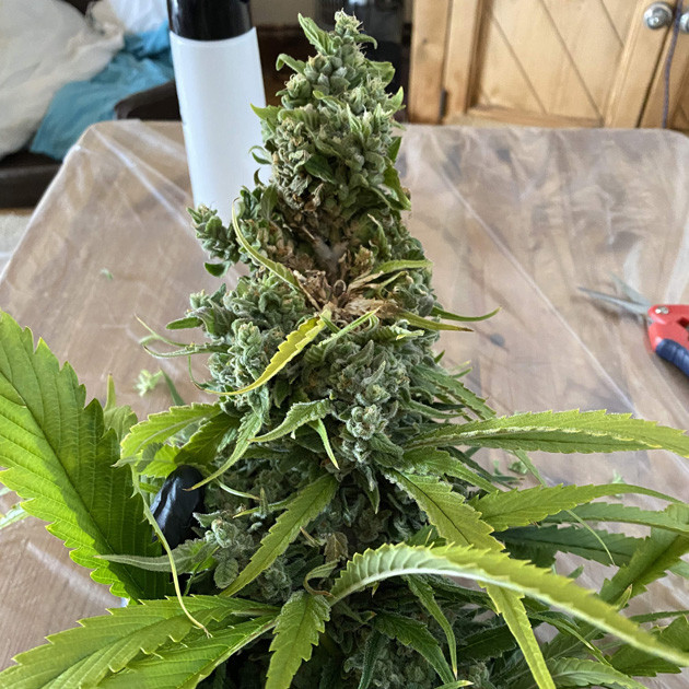 Срезанная шишка с гнилью