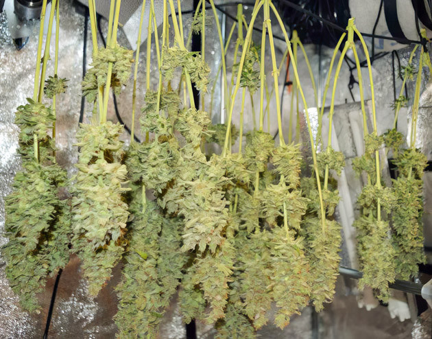 Харвест и впечатления от гровера Strawberry Gorilla Auto на этапе сбора урожая