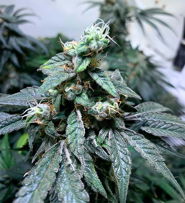 Финальная неделя цветения конопли Зрелые смолистые шишки конопли перед сбором