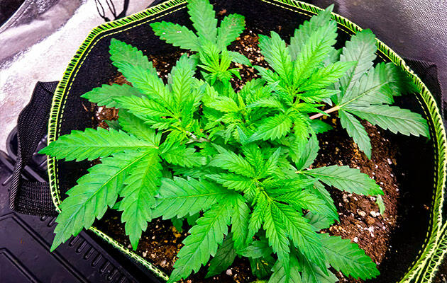 Формирование плотной кроны после успешного фимминга Куст каннабиса с активно развивающимися боковыми ветвями после фимминга