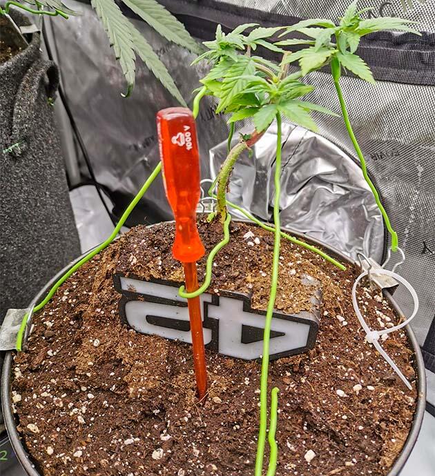 LST-подгиб конопли