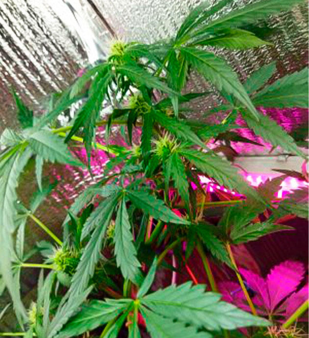 7 неделя развития Auto Tutankhamon