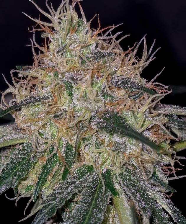 Выращивание конопли на 14 неделе Шишка сорта EL Valle Haze