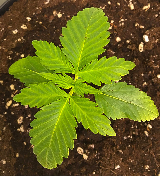 Гроурепорт сорта Strawberry Amnesia Strawberry Amnesia дневник по выращиванию