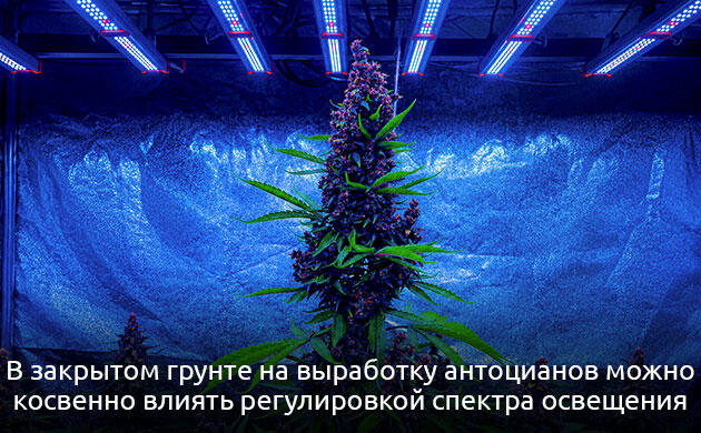 Антоцианы