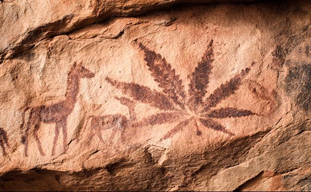 История применения каннабиса Каннабис – одно из древнейших растений