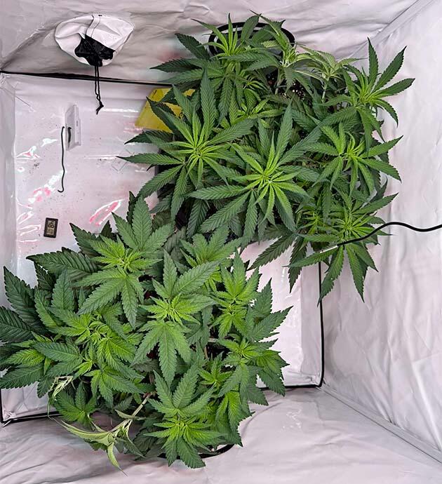 Марихуана на 7 неделе роста