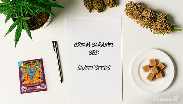 Гроурепорт сорта Cream Caramel CBD от Sweet Seeds