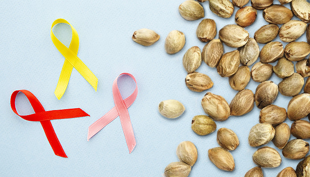 Применение семян при болезнях Семена конопли предотвращают рак