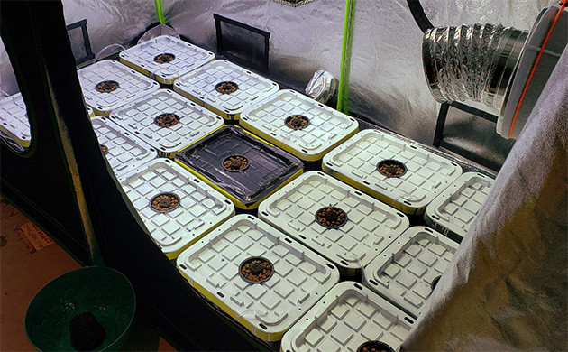 Начало выращивания 14 ростков LSD Auto